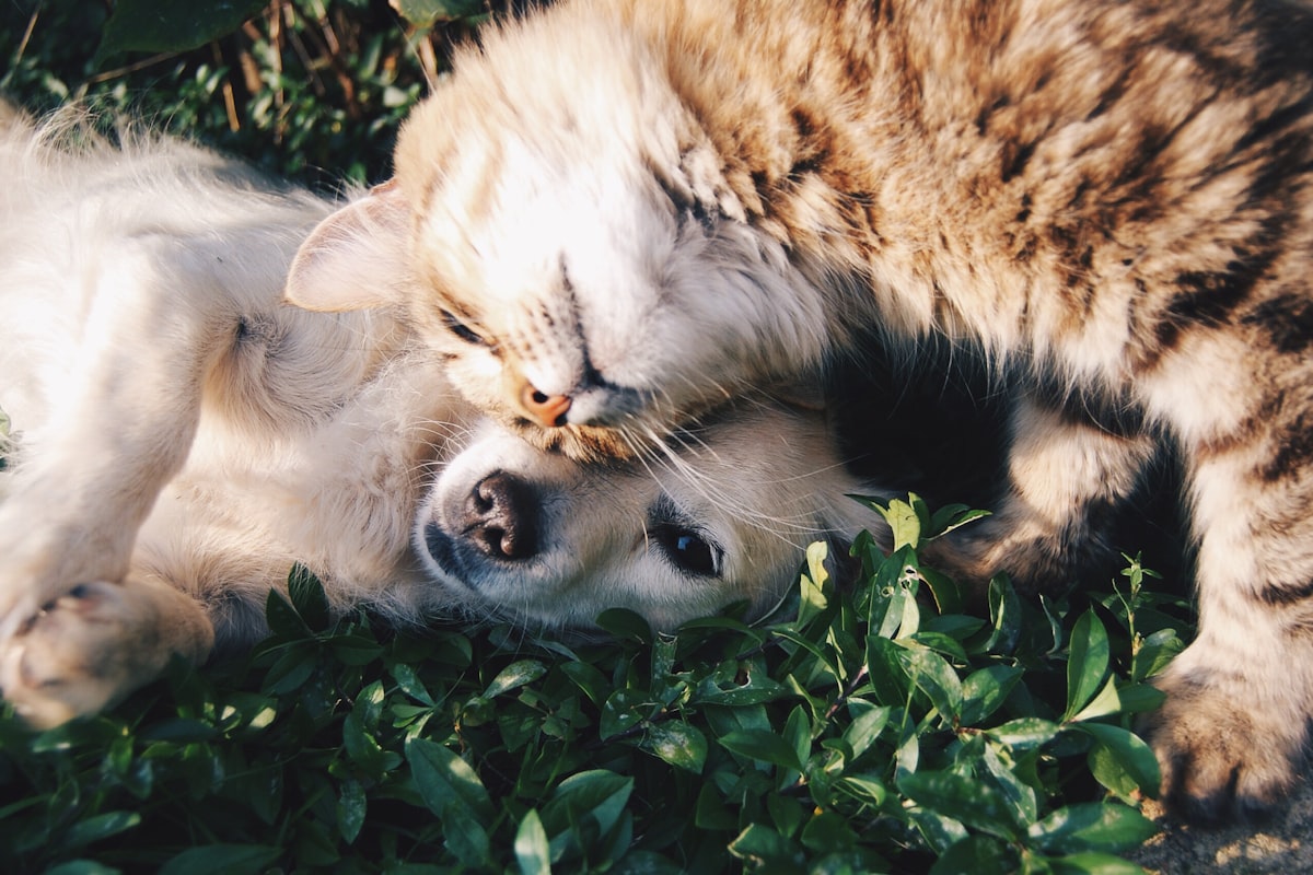 Aging and Pets
